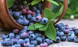 Top 5 Health Benefits of Blueberries!