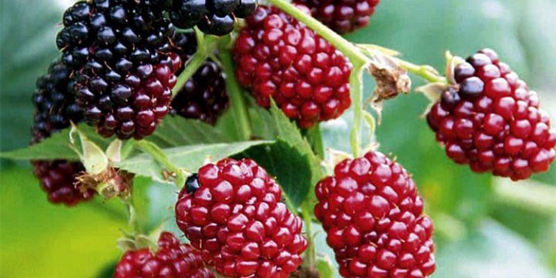 Top 5 Health Benefits of Boysenberries!