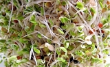 Top 5 Health Benefits of Broccoli Sprouts!