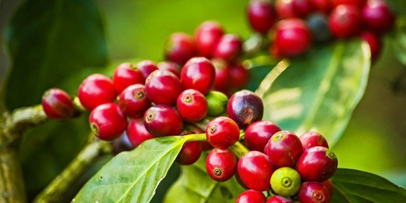Top 5 Health Benefits of Coffee Fruit Extract