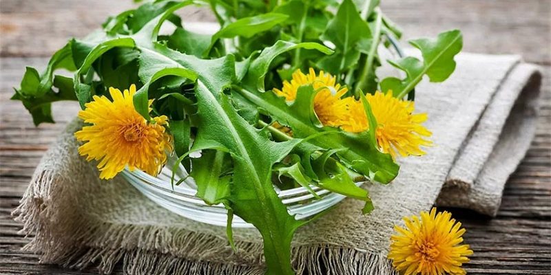 Top 5 Health Benefits of Dandelion Greens!