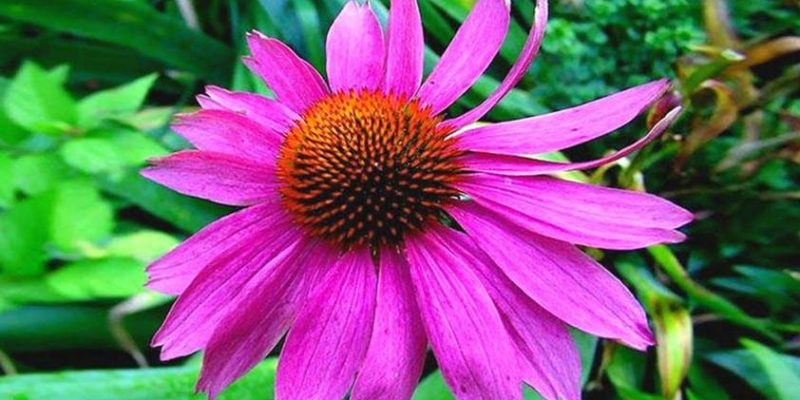 Top 5 Health Benefits of Echinacea!