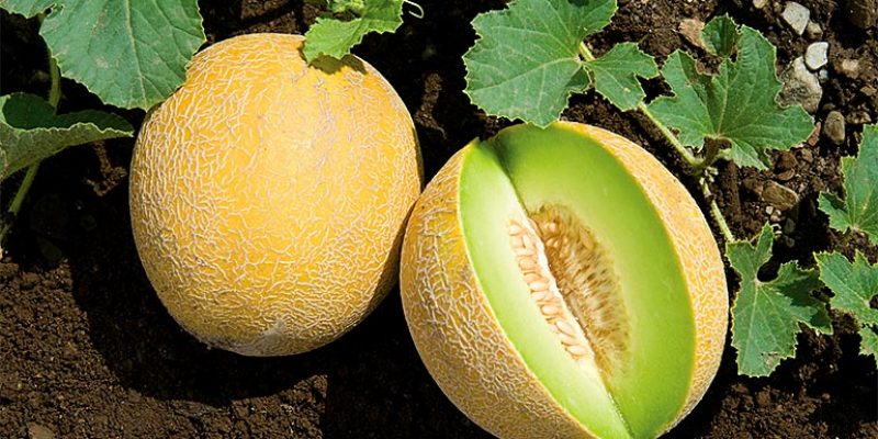 Top 5 Health Benefits of Galia Melon!