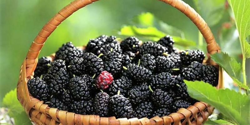 Top 5 Health Benefits of Mulberries!