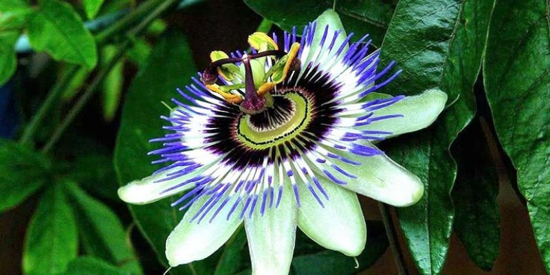 Top 5 Health Benefits of Passion Flower!