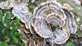 Top 5 Health Benefits of Turkey Tail!