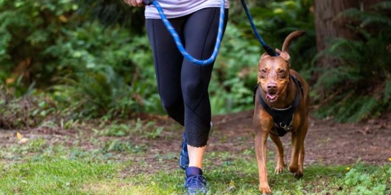 Top 5 Healthy Lifestyle Habits Dog Owners Build